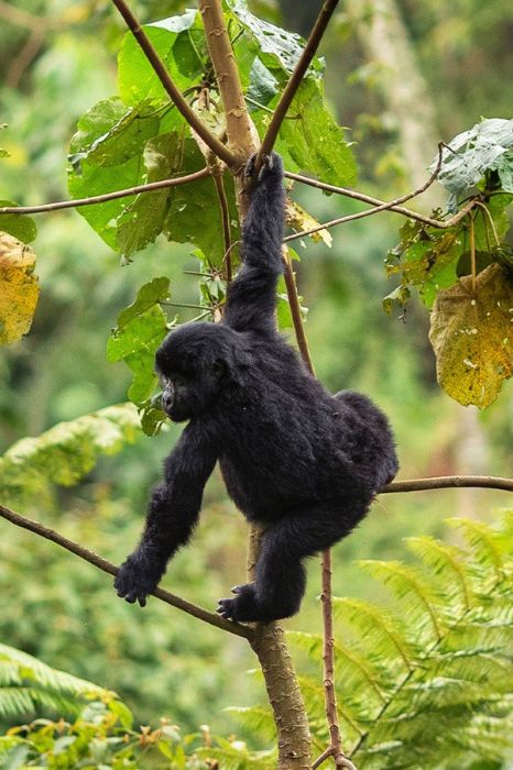 4 Days Rwanda Gorilla Extension